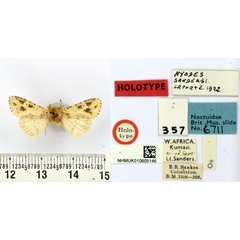 /filer/webapps/moths/media/images/S/sandersi_Nyodes_HT_BMNH.jpg