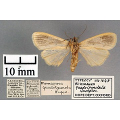 /filer/webapps/moths/media/images/Q/quadripuncta_Mimasura_PT_OUMNH_02.jpg