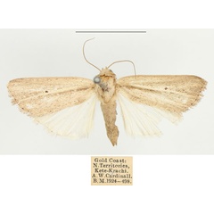 /filer/webapps/moths/media/images/F/flavalba_Mythimna_AF_BMNH.jpg