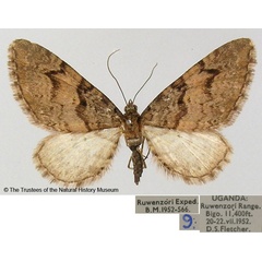 /filer/webapps/moths/media/images/E/edwardsi_Eupithecia_AM_BMNH.jpg