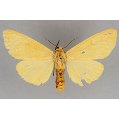 /filer/webapps/moths/media/images/C/cellularis_Madagascarctia_AF_BMNH.jpg