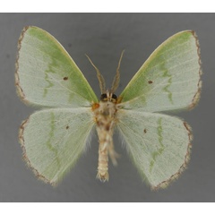 /filer/webapps/moths/media/images/E/esmeralda_Comibaena_A_ZSM_02.jpg
