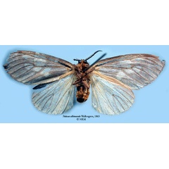 /filer/webapps/moths/media/images/A/albimacula_Palasea_HT_SNHM_02.jpg
