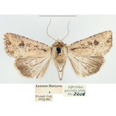 /filer/webapps/moths/media/images/V/vilis_Mythimna_AM_BMNH_02.jpg