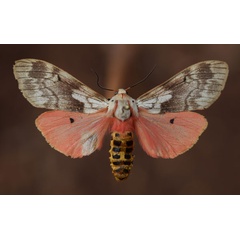 /filer/webapps/moths/media/images/R/rhodophaea_Teracotona_AF_Butler.jpg