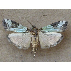 /filer/webapps/moths/media/images/V/viridella_Gaana_A_Butler.jpg