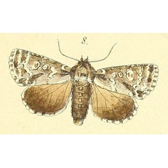 /filer/webapps/moths/media/images/P/paragrapha_Craniophora_Felder_100_8.jpg