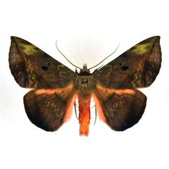 /filer/webapps/moths/media/images/C/capensis_Hypopyra_A_NHMO_01.jpg
