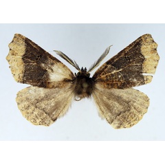 /filer/webapps/moths/media/images/A/aidna_Odontopera_AM_TMSA_02.jpg