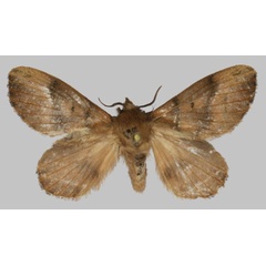/filer/webapps/moths/media/images/M/madisonellafriend_Rhynchobombyx_HT_USTTB.jpg