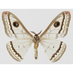 /filer/webapps/moths/media/images/M/marnois_Heniocha_AM_Basquinb.jpg