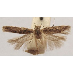 /filer/webapps/moths/media/images/V/vicaria_Phthorimaea_HT_BMNH.jpg