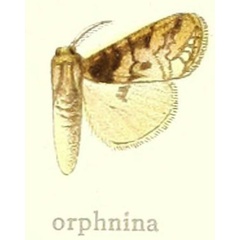 /filer/webapps/moths/media/images/O/orphnina_Dasychira_HT_Hering_27c.jpg