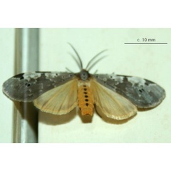 /filer/webapps/moths/media/images/N/nepheloptera_Galtara_A_Sydes.jpg