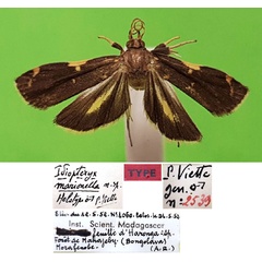/filer/webapps/moths/media/images/M/marionella_Idiopteryx_HT_MNHN.jpg