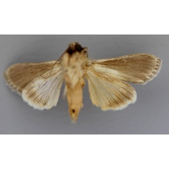 /filer/webapps/moths/media/images/M/malagassa_Cucullia_A_RMCA_02.jpg