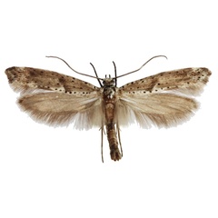 /filer/webapps/moths/media/images/O/orocola_Yponomeuta_HT_Agassiz.jpg