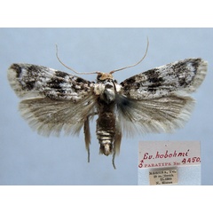 /filer/webapps/moths/media/images/H/hobohmi_Euryctista_PT_TMSA.jpg