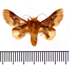 /filer/webapps/moths/media/images/B/brunnea_Fletcherodes_AM_BMNH.jpg