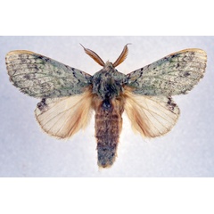 /filer/webapps/moths/media/images/I/interpellatrix_Desmeocraera_AM_NHMO.jpg