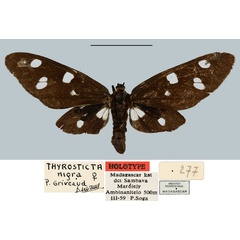 /filer/webapps/moths/media/images/N/nigra_Melanonaclia_HT_MNHN.jpg