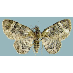 /filer/webapps/moths/media/images/T/tumefacta_Chloroclystis_AF_ZSM.jpg