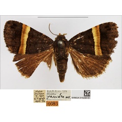 /filer/webapps/moths/media/images/F/fasciata_Ozarba_AF_NHMUK.jpg