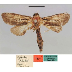 /filer/webapps/moths/media/images/T/tristis_Aethalopteryx_HT_ZMHB.jpg