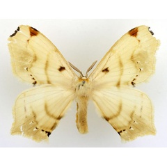 /filer/webapps/moths/media/images/E/eborea_Urojana_AM_Basquin_02.jpg