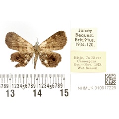 /filer/webapps/moths/media/images/A/albipuncta_Pangrapta_AT_BMNH.jpg