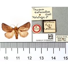 /filer/webapps/moths/media/images/C/cataractae_Thosea_HT_BMNH.jpg