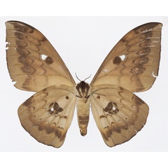 /filer/webapps/moths/media/images/I/illustris_Pseudobunaea_AF_Basquinb.jpg