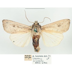/filer/webapps/moths/media/images/J/joannisi_Leucania_AM_BMNH_02.jpg
