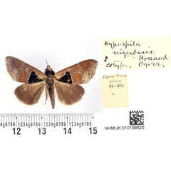 /filer/webapps/moths/media/images/N/nigribasis_Hypospila_STM_BMNH.jpg