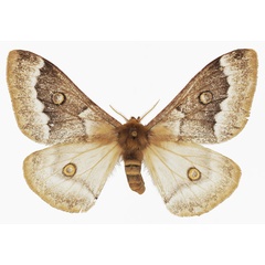 /filer/webapps/moths/media/images/W/wallengrenii_Usta_AF_Basquin.jpg