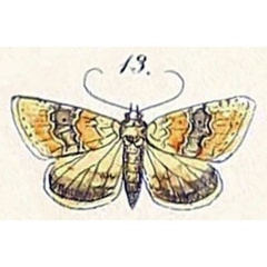 /filer/webapps/moths/media/images/D/delicata_Thalpochares_HT_Felder_1875_108-13.jpg