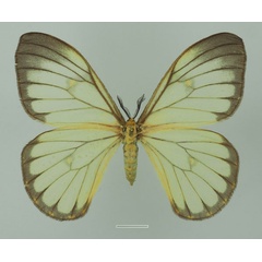 /filer/webapps/moths/media/images/S/simplex_Pseudaphelia_AF_Basquina.jpg