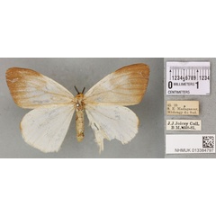 /filer/webapps/moths/media/images/I/idiopis_Sychnacedes_PTF_BMNH_03a.jpg