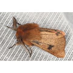 /filer/webapps/moths/media/images/P/perpunctata_Pseudophragmatobia_AM_Heynsb.jpg