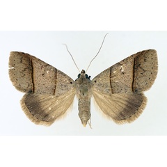 /filer/webapps/moths/media/images/L/laniata_Plecoptera_AF_TMSA_01.jpg