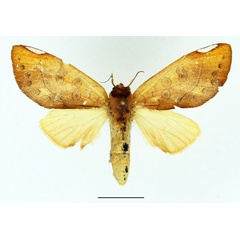 /filer/webapps/moths/media/images/F/flavipennis_Janthinisca_AM_Basquin_01.jpg
