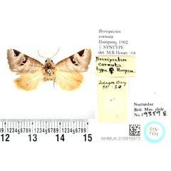 /filer/webapps/moths/media/images/C/cornuta_Brevipecten_STF_BMNH.jpg