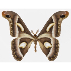 /filer/webapps/moths/media/images/R/rectifascia_Epiphora_AM_Basquinb.jpg