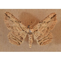 /filer/webapps/moths/media/images/O/obtusata_Menophra_A_Butler.jpg