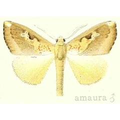 /filer/webapps/moths/media/images/A/amaura_Laelia_HT_Hering_23c.jpg
