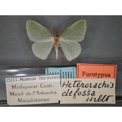 /filer/webapps/moths/media/images/D/defossa_Heterorachis_PT_RMCA_02.jpg