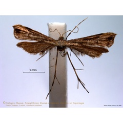 /filer/webapps/moths/media/images/A/africana_Ochyrotica_A_ZMUC.jpg