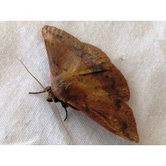 /filer/webapps/moths/media/images/P/purpurata_Lophiophora_A_Goff_02.jpg