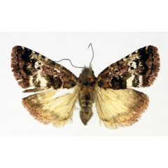 /filer/webapps/moths/media/images/O/ocellata_Maliattha_AF_Aulombard.jpg