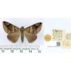 /filer/webapps/moths/media/images/D/distincta_Parallelia_PT_BMNH.jpg